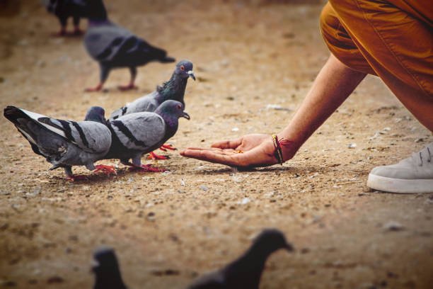 Bird Feeds